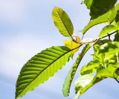 Jaké má Kratom účinky?