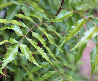 Azadirachta indica (Neem)