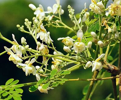 Moringa olejodárná (Moringa oleifera)
