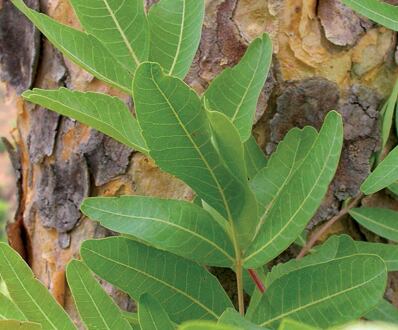 Boswellia serrata (Kadidlovník pilovitý)