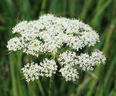 Cnidium monnieri (Jarva Monnierová)
