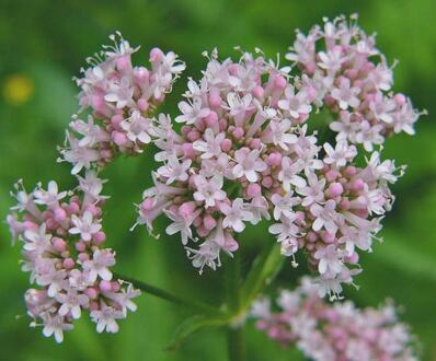 Kozlík lékařský (Valeriana officinalis)