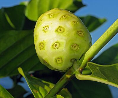 Noni (Morinda citrifolia)