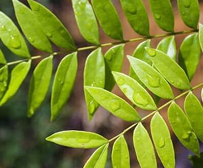 Tongkat Ali (Eurycoma longifolia)