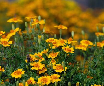 Aksamitník (Tagetes lucida)