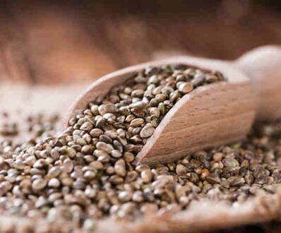 Konopné semínko (Cannabis sativa)