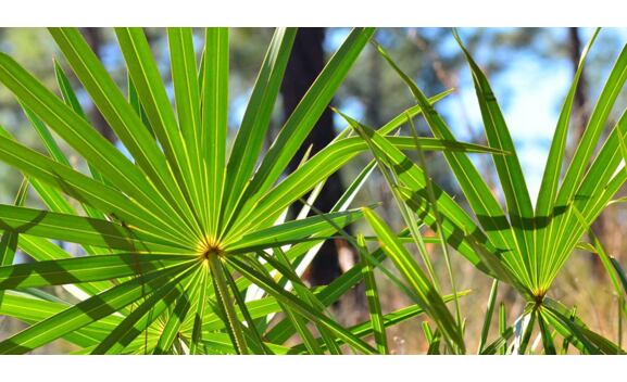 Saw palmetto kapsle - extrakt s 40% mastných kyselin