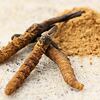 Cordyceps kapsle - extrakt s 50% polysacharidů