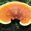 Reishi kapsle - extrakt s 50% polysacharidů